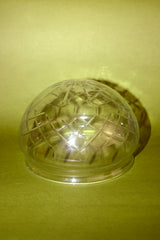 Tulipa media bola tallada