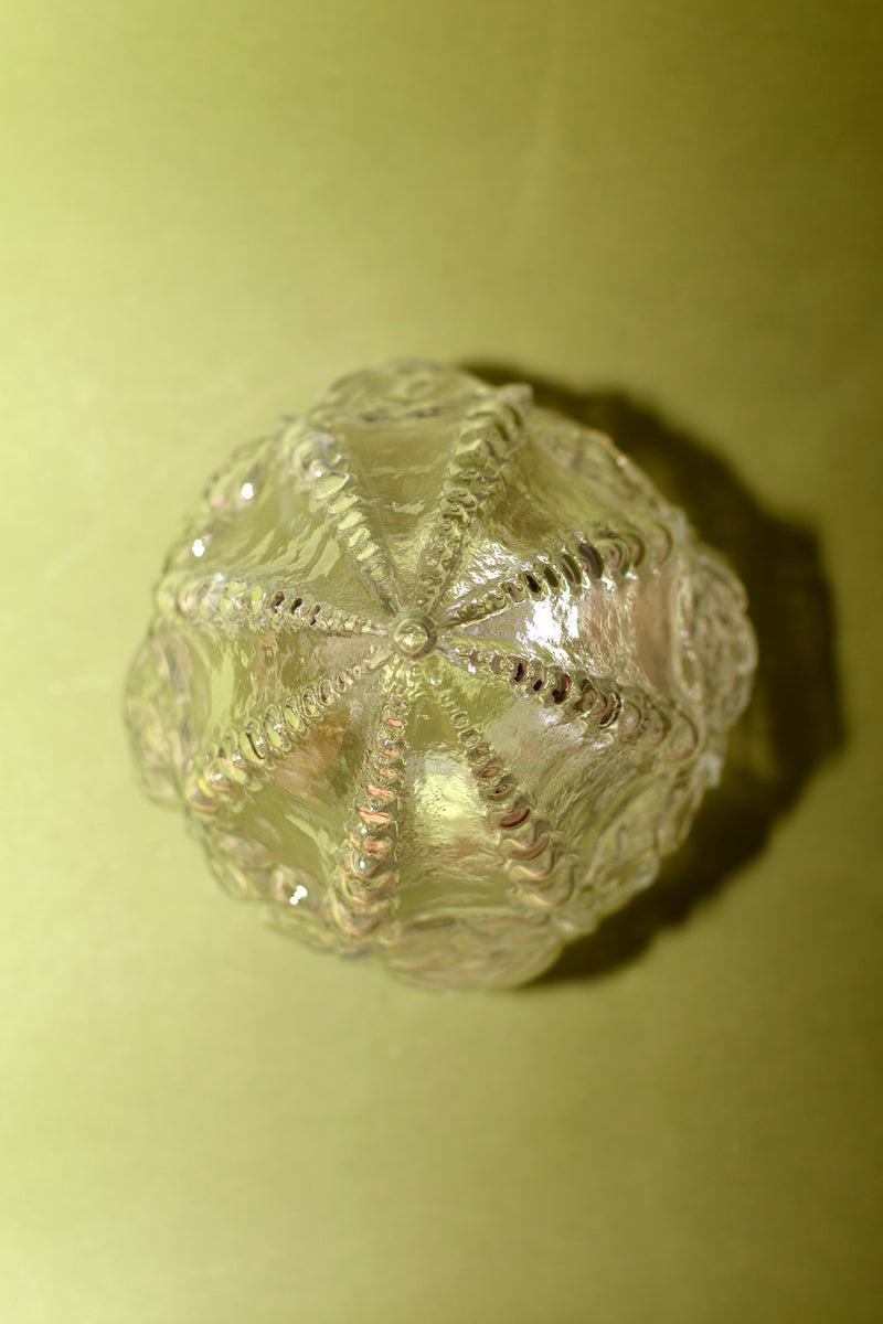 Piña Rosas transparente